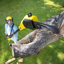 Best Fruit Tree Pruning  in Midway North, TX