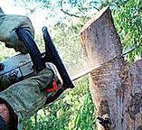 Midway North, TX Tree Care Company