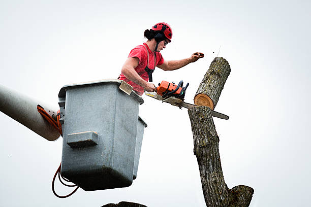 How Our Tree Care Process Works  in  Midway North, TX